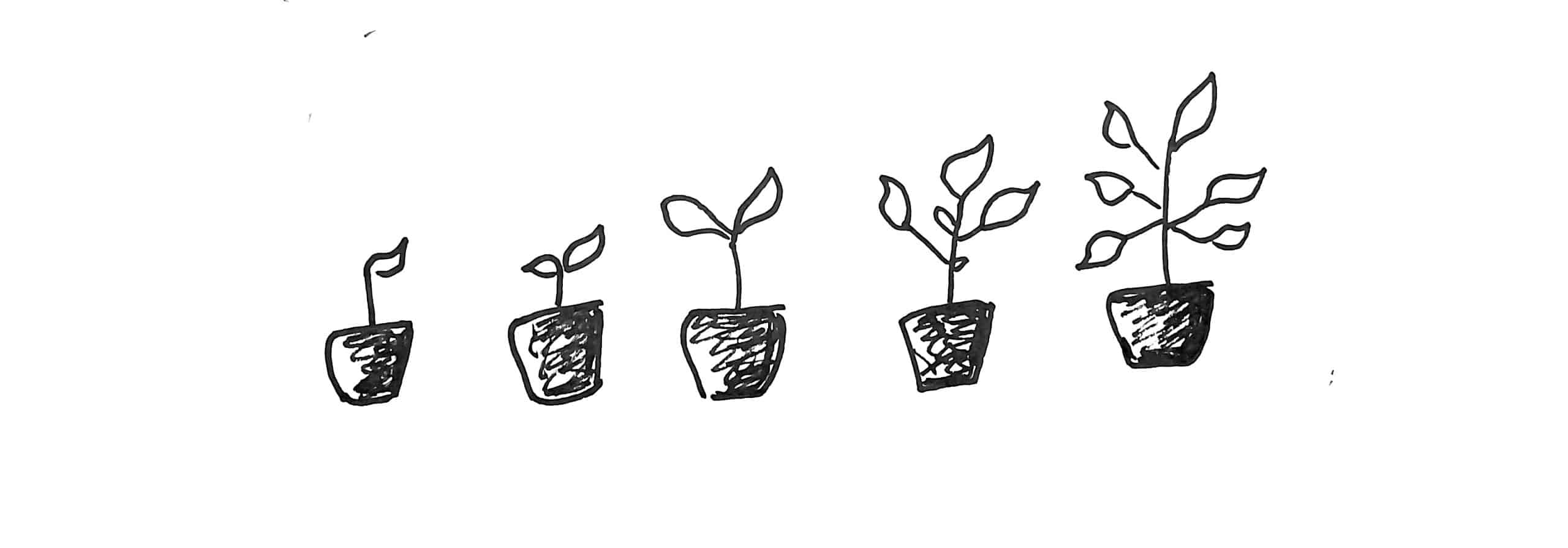 evolution Planter des graines, plantes qui poussent